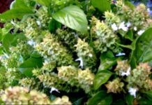 Busuiocul, planta magică