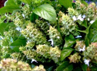 Busuiocul, planta magică