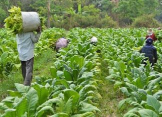 SUBVENȚIE APIA DE 1.500 EURO/HA pentru O CULTURĂ AGRICOLĂ CU TRADIȚIE ÎN ROMÂNIA!