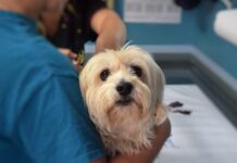 Caracal: sterilizare gratuită pentru patrupede