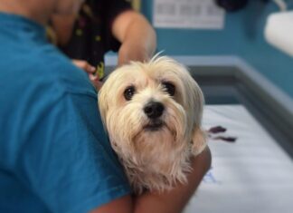 Slatina: campanie gratuită de sterilizare a câinilor cu stăpân