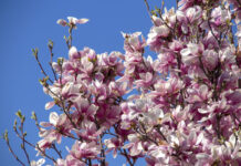 Floriile. Tradiții și obiceiuri