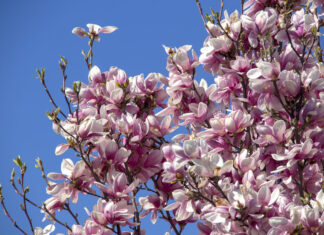 Floriile. Tradiții și obiceiuri