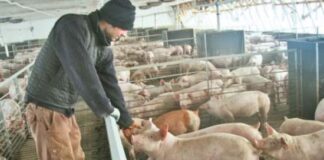 S-au ridicat restricţiile impuse de pesta porcina africană, la Cilieni. Oamenii pot creşte animale în gospodării, dar cu respectarea unor reguli