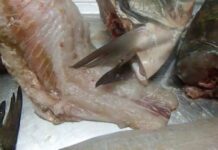 Zeci de kilograme de peşte, confiscat de inspectorii sanitari veterinari din Olt