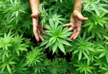 Vești bune pentru românii care cultivă această plantă! Câți bani vor primi de la stat