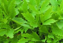 Nu mai puneţi leuştean la ciorbă dacă suferiţi de această boală! Medicii trag un semnal de alarmă