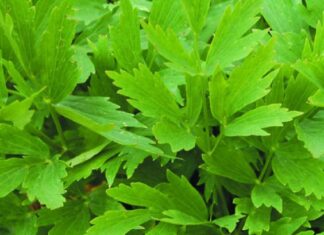 Nu mai puneţi leuştean la ciorbă dacă suferiţi de această boală! Medicii trag un semnal de alarmă