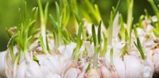 Guvernul a decis: A TRIPLAT subvenția pentru acești agricultori