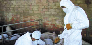 Pesta porcină africană se extinde în Olt