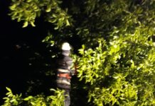 Copaci căzuți din cauza vântului la Corabia