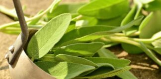 Planta miraculoasă. Mulți nu îi cunosc beneficiile uluitoare și proprietățile purificatoare