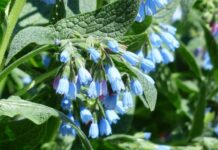 Planta medicinală uimitoare care alungă răceala, combate inflamațiile, vindecă arsurile