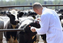 Topul medicilor veterinari din Olt care au făcut cei mai mulți bani