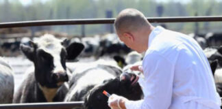 Topul medicilor veterinari din Olt care au făcut cei mai mulți bani