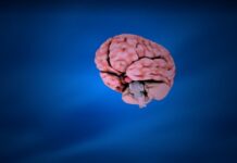 Dacă ai trecut de vârsta asta, creierul tău nu mai produce neuroni