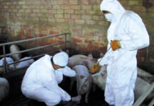 Alertă în Olt, după apariția unei suspiciuni de pestă porcină africană. Mai multe localități au intrat în zona de protecție și supraveghere