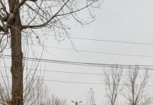 CARAVANA CULTURALĂ A ROMILOR 2019 CONTINUĂ ÎN JUDEŢUL OLT