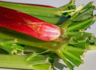 Planta care face minuni pentru ficat