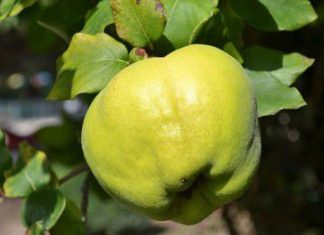 Beneficiile ceaiului din frunze de gutui