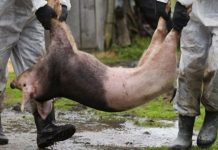 PESTA PORCINĂ AFRICANĂ SE EXTINDE ÎN OLT