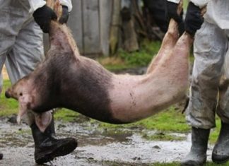 PESTA PORCINĂ AFRICANĂ SE EXTINDE ÎN OLT