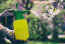 Stropește pomii fructiferi cu această soluție cu bicarbonat de sodiu, periodic. Scapi de boli și dăunători