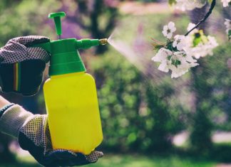 Stropește pomii fructiferi cu această soluție cu bicarbonat de sodiu, periodic. Scapi de boli și dăunători