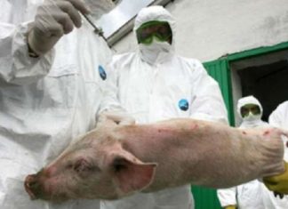 Pesta porcină africană în Olt, greu de stăvilit