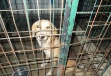 Târg de adopții canine, la Sărăcești