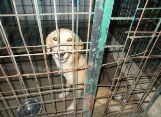 Târg de adopții canine, la Sărăcești