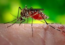 Deces provocat de virusul West Nile în Olt
