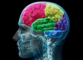 Obiceiul care îți îmbătrânește creierul cu cinci ani