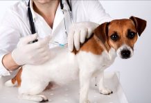 Caracal: sterilizare gratuită pentru animalele de companie