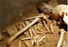 Osemintele din Brâncoveni provin de la persoane de sex masculin