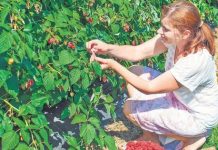 Spania caută culegători de zmeură, capșuni, mure şi afine din Olt. Nu se cer limbi străine