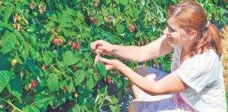 Spania caută culegători de zmeură, capșuni, mure şi afine din Olt. Nu se cer limbi străine