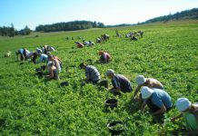 Sute de locuri de muncă pentru olteni, la cules de mazăre