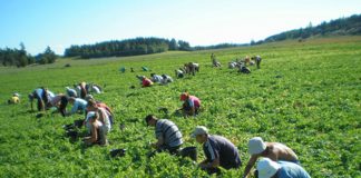 Sute de locuri de muncă pentru olteni, la cules de mazăre