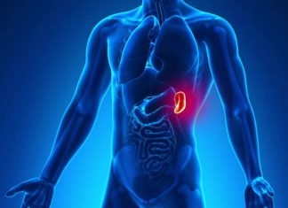 SPLINA, a doua inimă a organismului