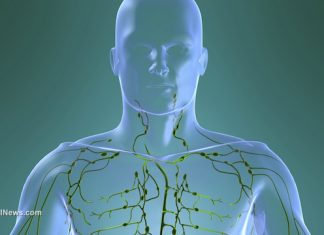 Sistemul limfatic distruge virusurile și elimină toxinele din organism