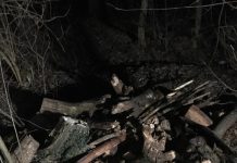 Poliţia Locală doarme, Pădurea Strehareţi dispare!!!