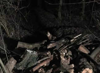 Poliţia Locală doarme, Pădurea Strehareţi dispare!!!