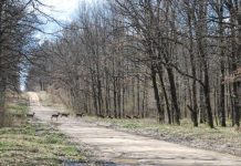 Moartea căprioarelor din Olt s-a lăsat cu dosar penal
