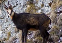 Ciocârlia și capra neagră devin specii protejate