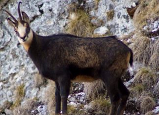 Ciocârlia și capra neagră devin specii protejate
