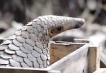 Cel mai vânat animal, vinovat pentru Coronavirus. Un diplomat român a încercat să-l aducă recent, ilegal, în România