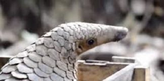 Cel mai vânat animal, vinovat pentru Coronavirus. Un diplomat român a încercat să-l aducă recent, ilegal, în România