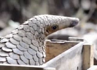 Cel mai vânat animal, vinovat pentru Coronavirus. Un diplomat român a încercat să-l aducă recent, ilegal, în România