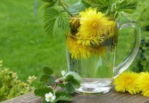 Păpădia, elixir pentru sănătate